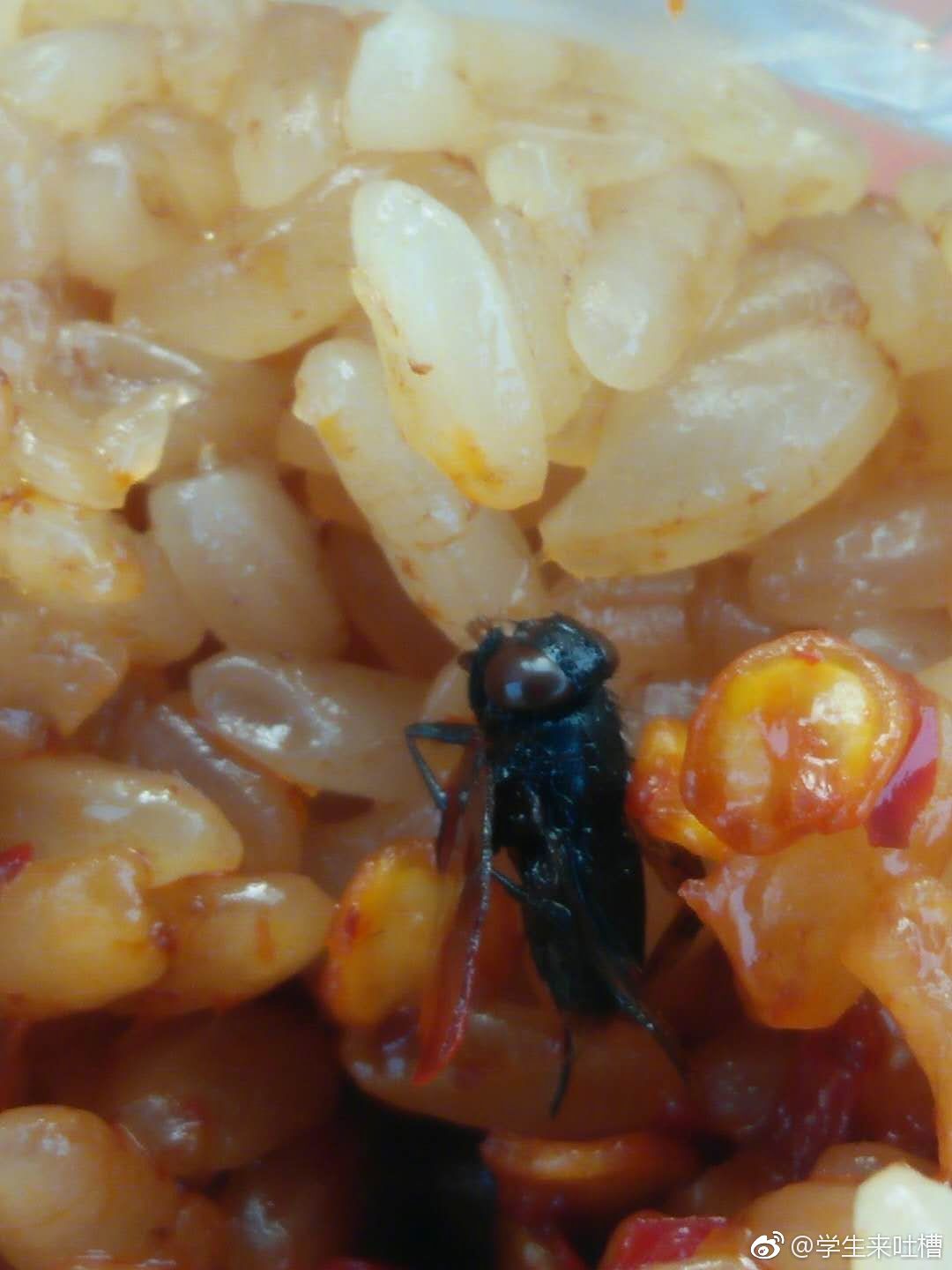 投稿:早饭吃出了苍蝇的恶心程度