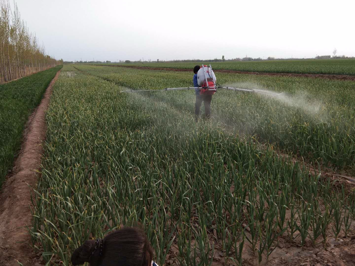 农村人喷洒农药,看着都觉得辛苦!