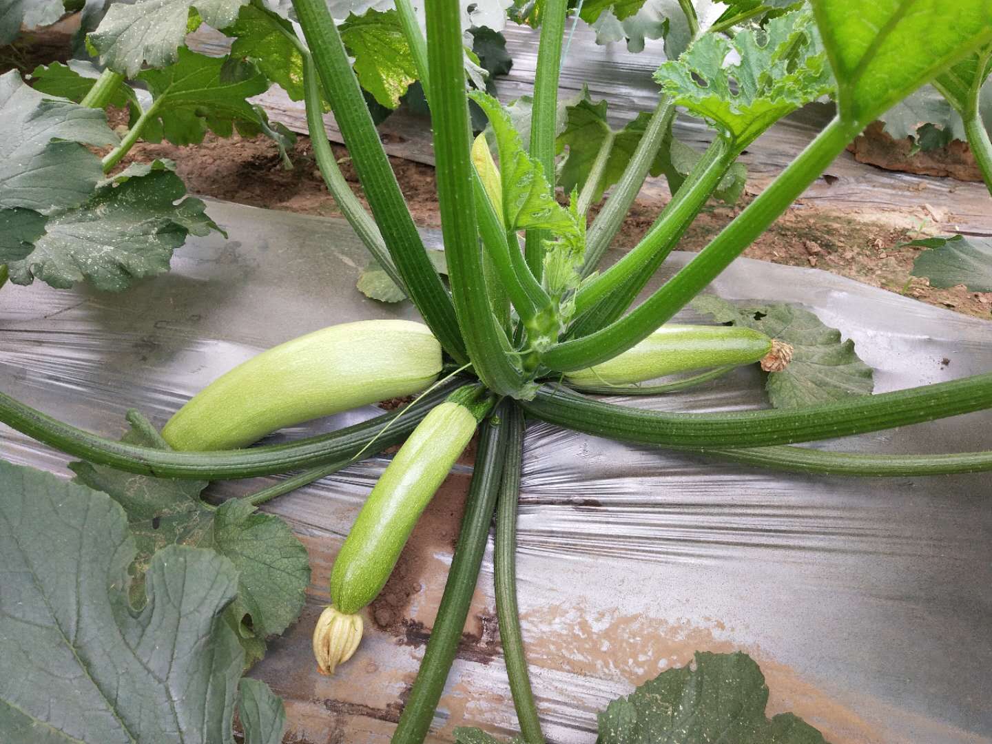 农村大棚种植天然无公害西葫芦,大学生放假回家帮忙摘