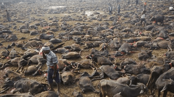 此国大规模猎杀动物, 只为献祭