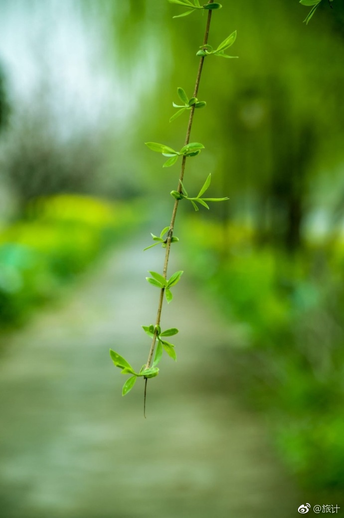 贴心导游 告诉你!草长莺飞二月天,拂堤杨柳醉春烟