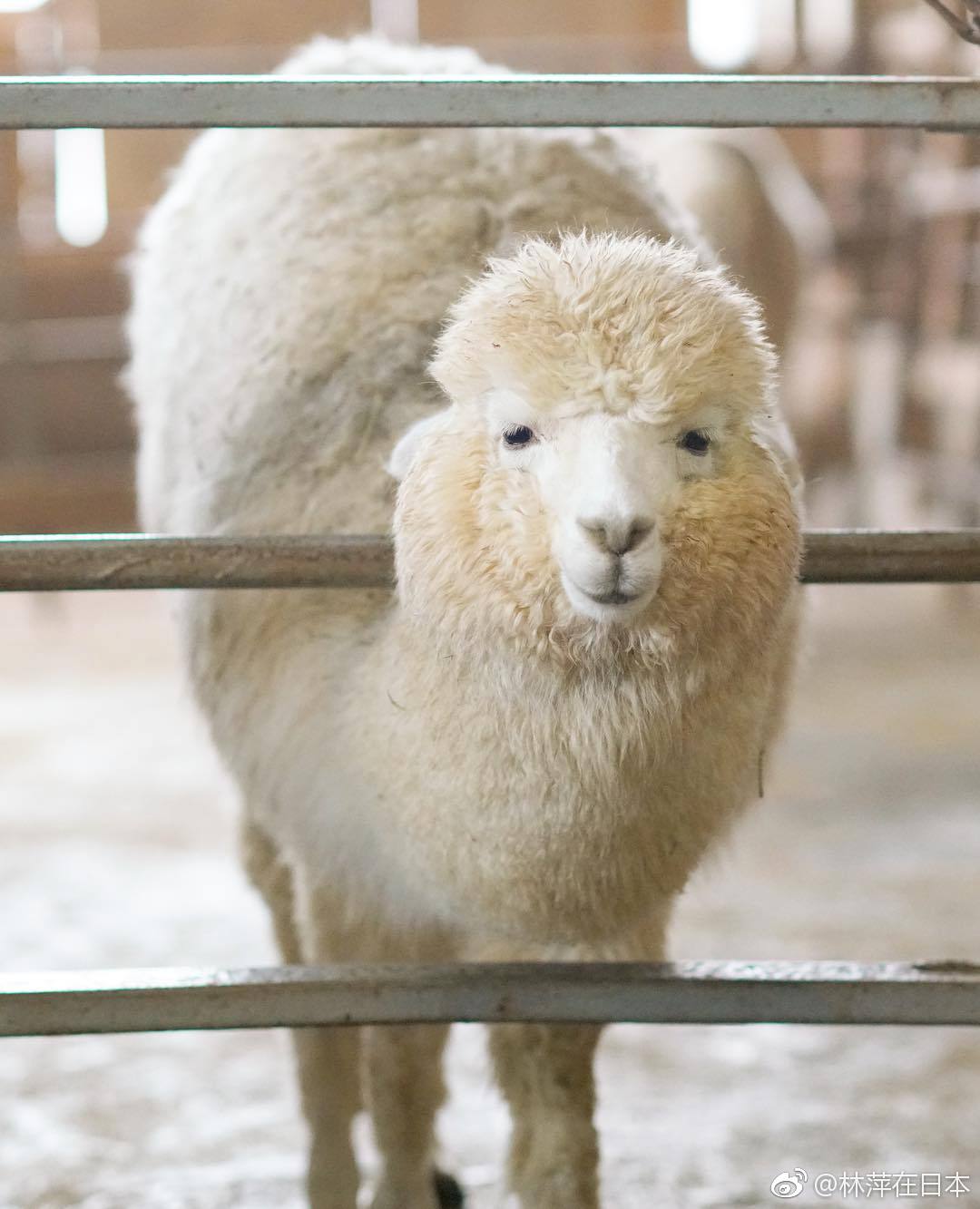 日本专拍羊驼的摄影师(ins:pacamera)镜头下的羊驼们