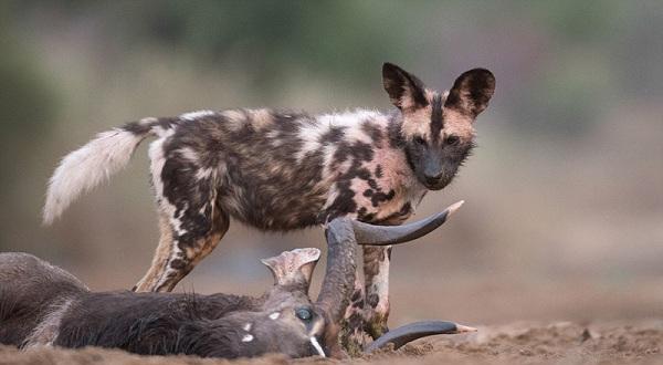 野狗群一言不发集体掏肛, 羚羊瞬间被掏空, 让人深思
