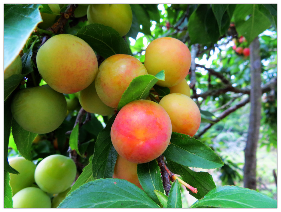 李子酒酿制方法果酒技术制作步骤(同步自@. 来