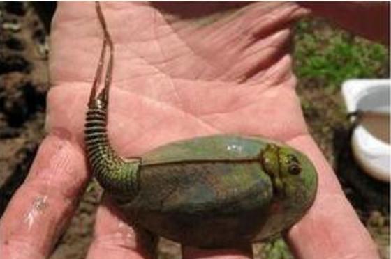 25亿年前恐龙时期生物三眼恐龙虾突然出现