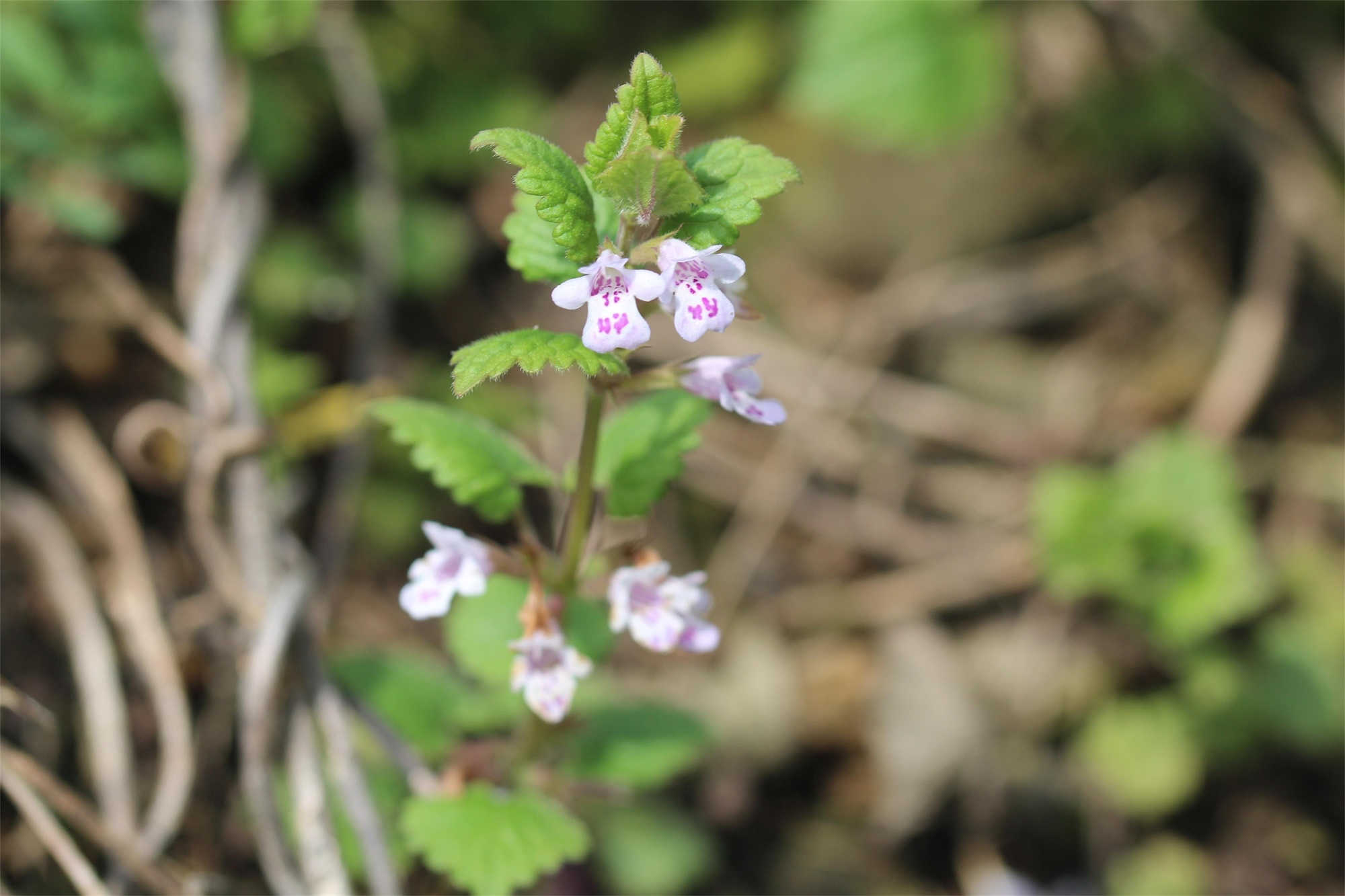 农村田边一种野草,常被当杂草除掉,殊不知是珍贵的"落地金钱"