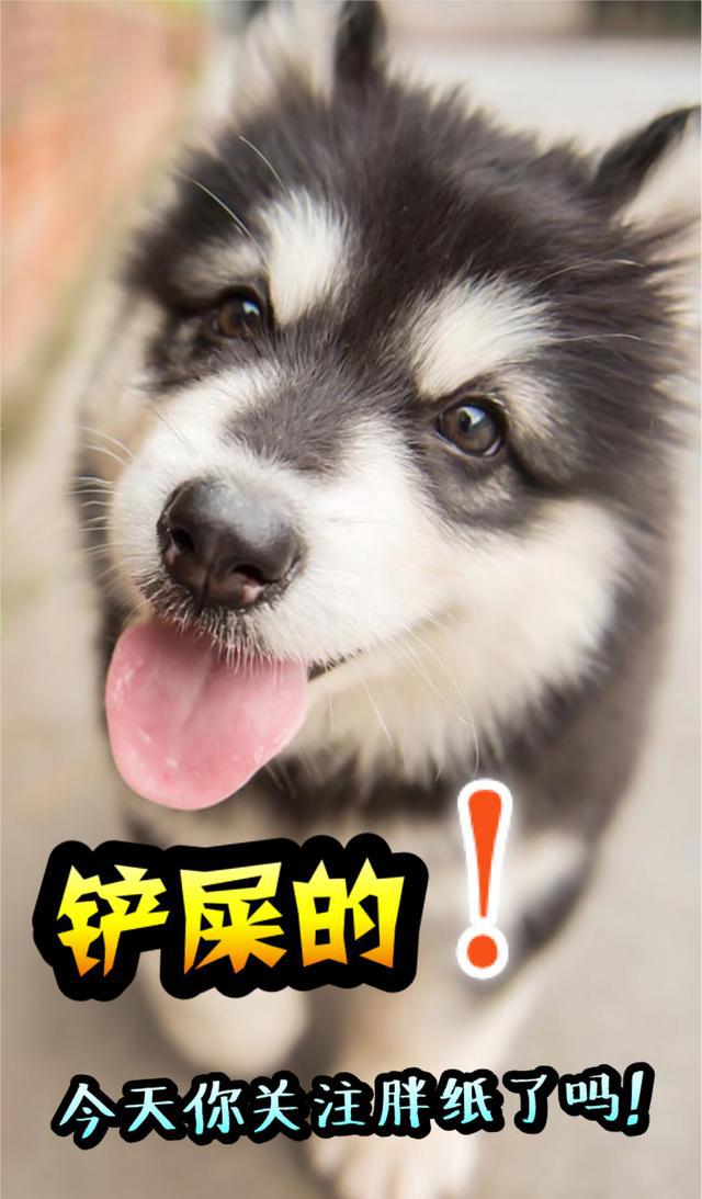 你最喜欢的女神 (单选)            人恶魔之子 妮可罗宾    人小贼猫