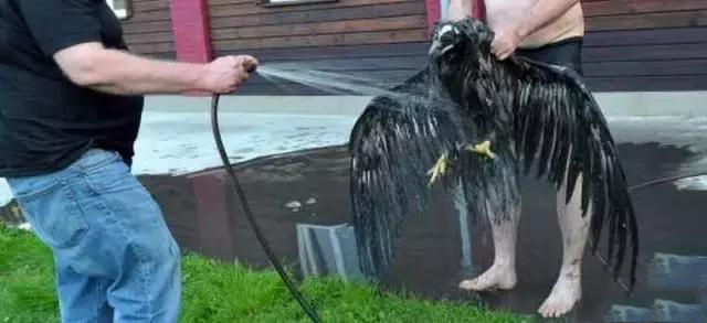 空中王者老鹰中计深陷泥潭苦苦挣扎,最后被人类所救