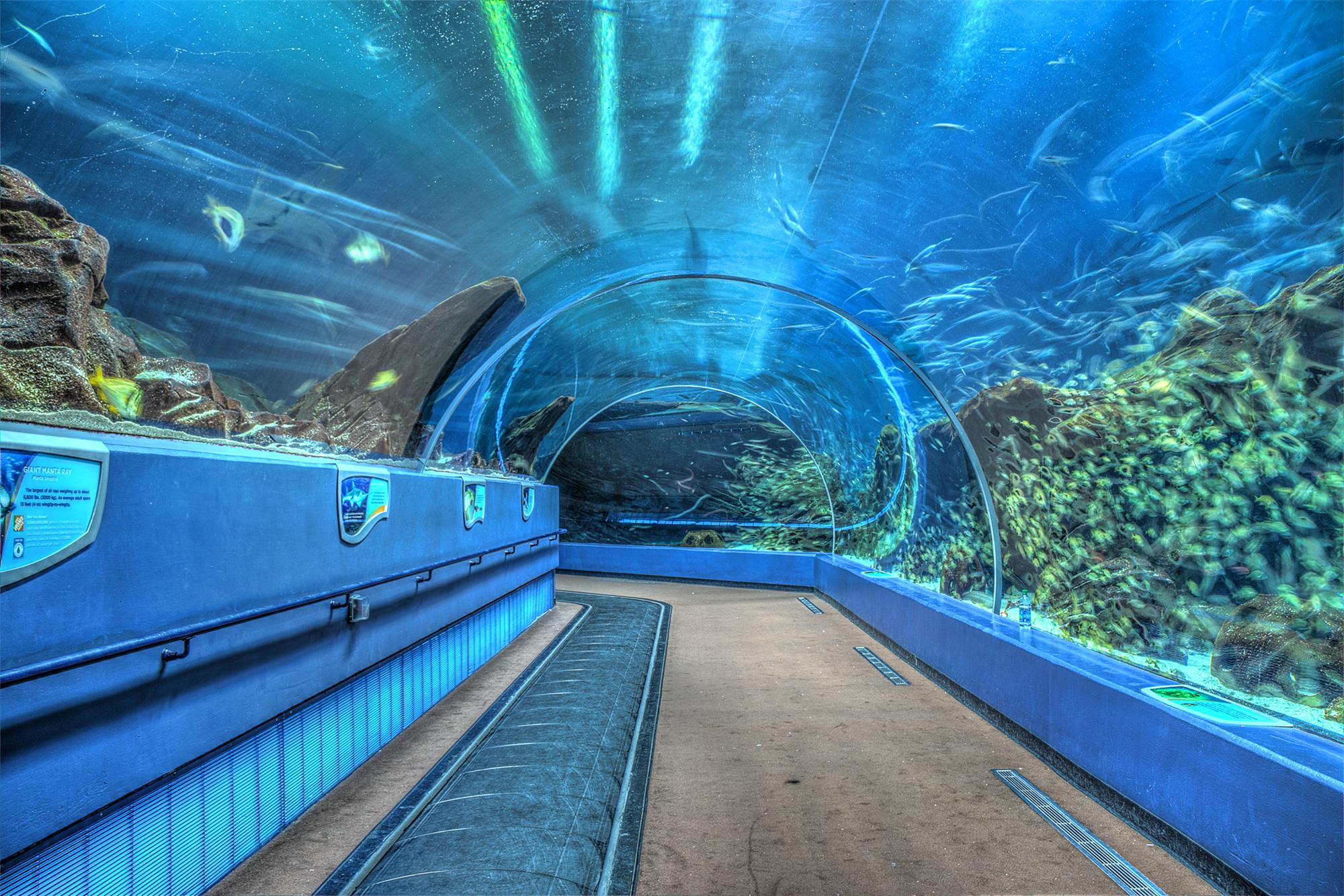 乔治亚水族馆|水族馆|海洋馆_新浪新闻