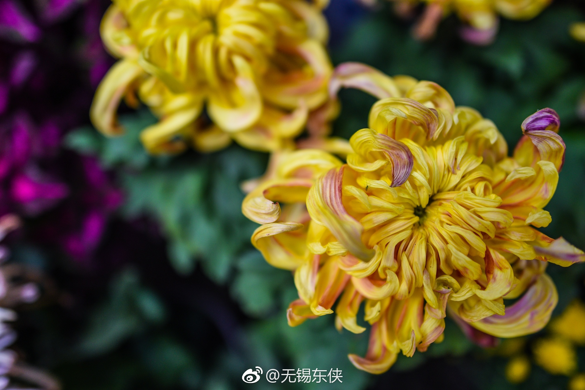 “浅红淡白间深黄，簇簇新妆阵阵香。无限枝头好颜色|枝头|岁岁年年|年年岁岁|颜色|无限_新浪新闻