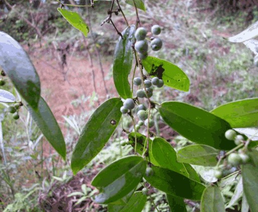 农村这种植物非常难挖, 在农村被称为刺猪苓, 能长4米以上__财经头条