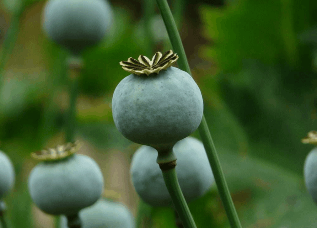 麻辣烫中被查出罂粟粉司机吃完被查出毒驾