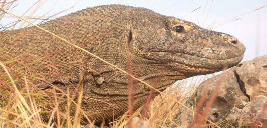 莫多龙地球上最大的有毒动物号称恐龙活化石杀手如今快灭绝