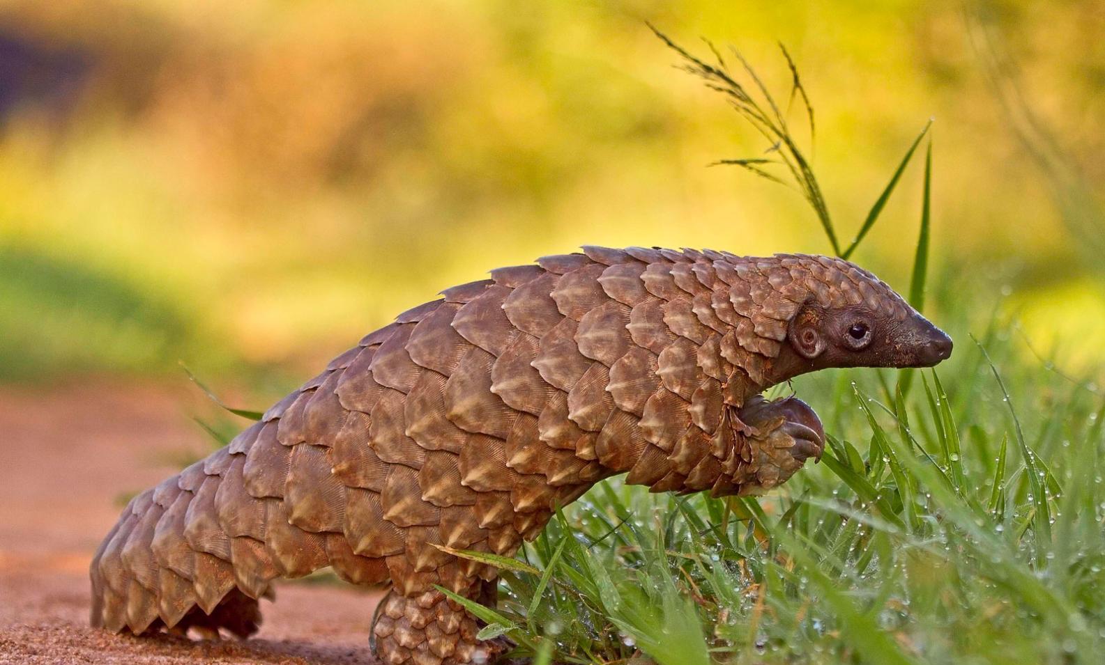 犰狳与穿山甲, 一逃二堵三伪装的高手, 酷炫的盔甲借来用下呗