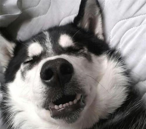 二哈凑过来亲自己的孩子,下一秒小二哈的动作让人笑到扶墙