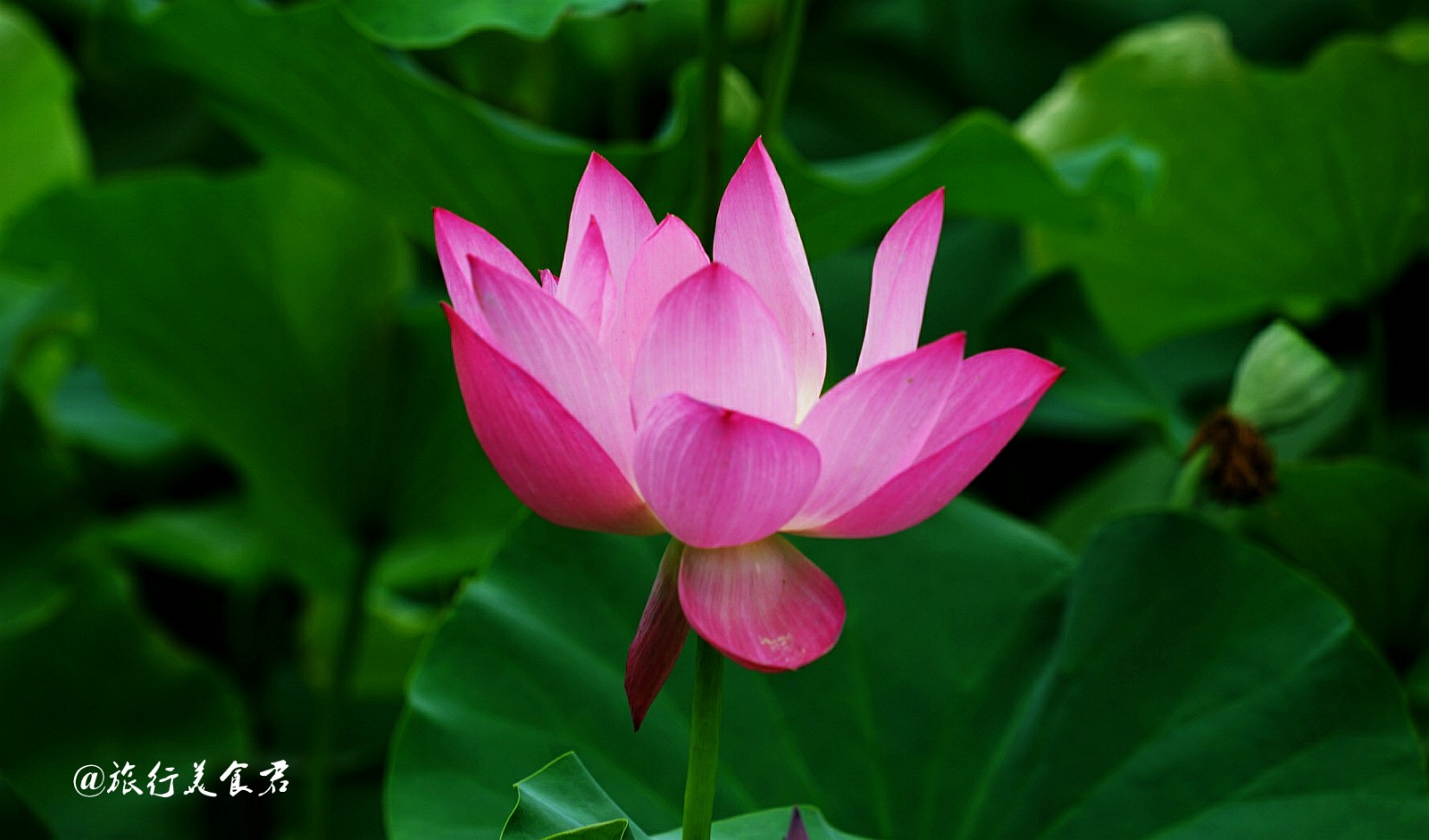 张张都能做壁纸,这就是西安莲湖公园的荷花,实在是太美了!