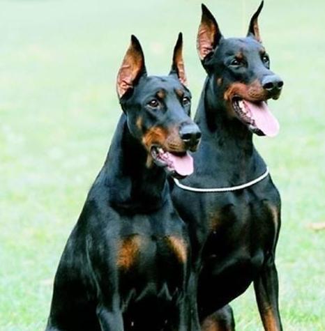 最齐备的狗狗品种先容及图片看了就熟谙所有的狗狗了