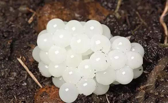 以为捡到是宝贵"白玉珍珠",只不过是一种蜗牛卵而已