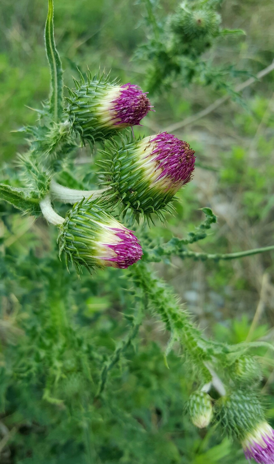 植物百科四十六飞廉