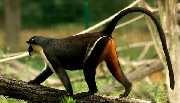 地球上尾巴最长的猴子, 尾巴可长达75cm, 因人类猎杀数量急剧下降