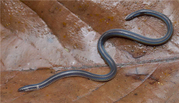 广东连山金子山发现罕见钝尾两头蛇为国家保护物种