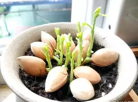 经过催芽之后,种子慢慢的就会冒出新芽了,这个时候,将冒新芽的种子