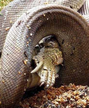 实拍巨蟒大战鳄鱼过程, 厉害了啊!