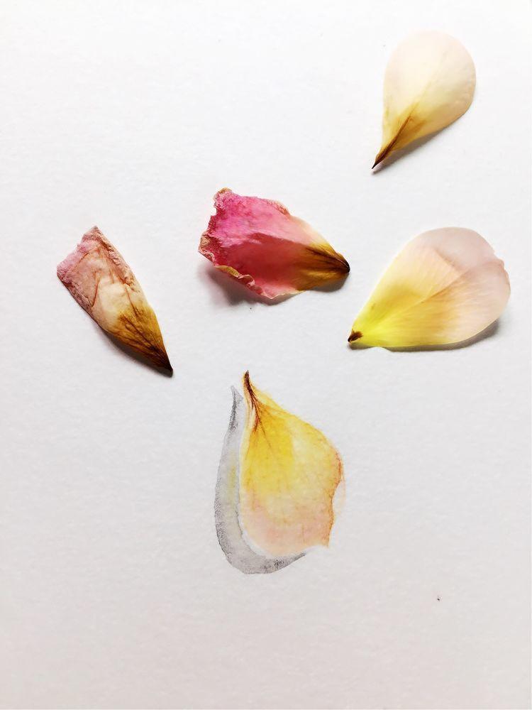 用画笔记录"落花的姿态",最后一张图很赞哦,彩铅手绘教程