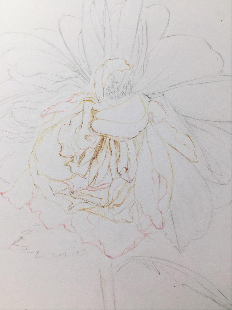 用画笔记录"落花的姿态",最后一张图很赞哦,彩铅手绘教程