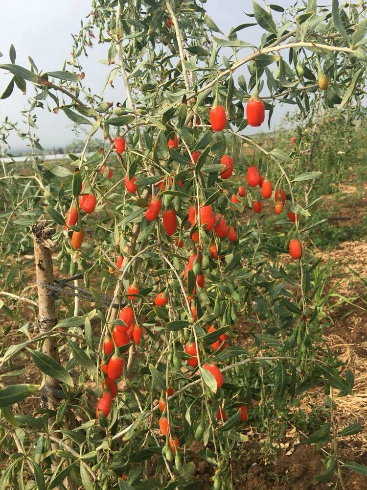 怀仁市河头乡亿诚农业杯足球邀请赛暨生态枸杞采摘节8月11日正式开幕