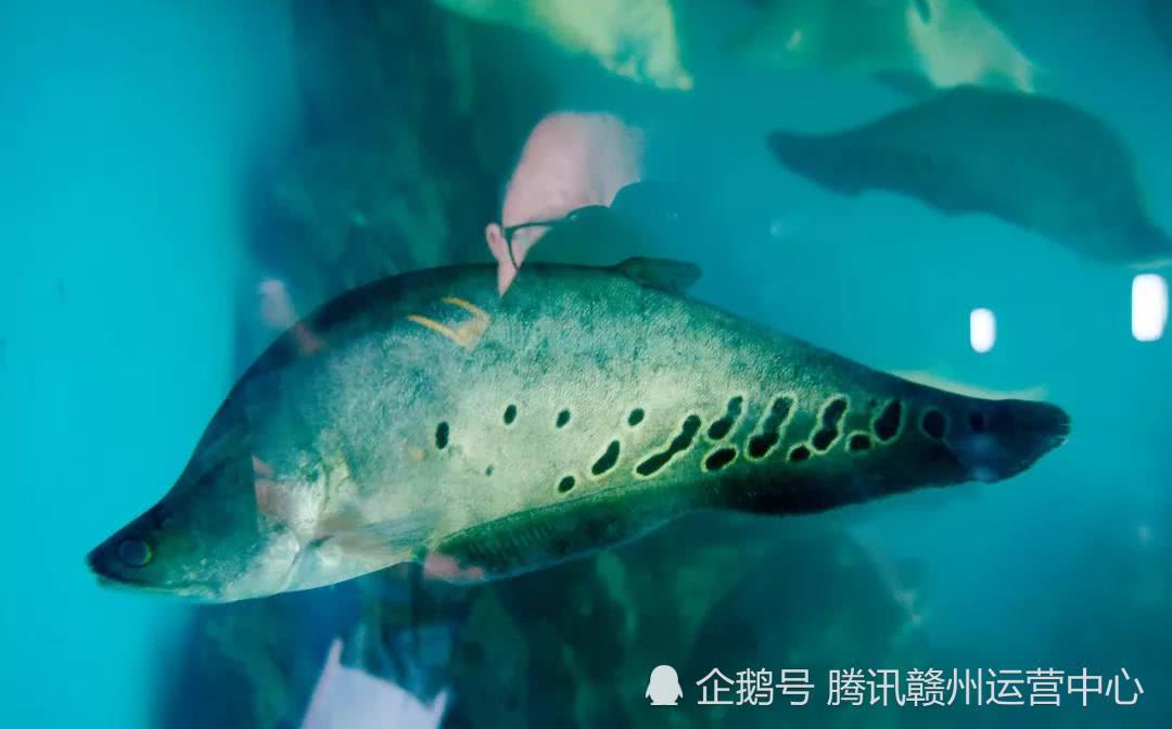 赣州极地海洋世界6-28试营业新闻发布会
