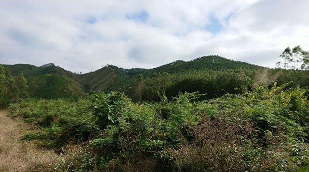 牛大力名贵药材