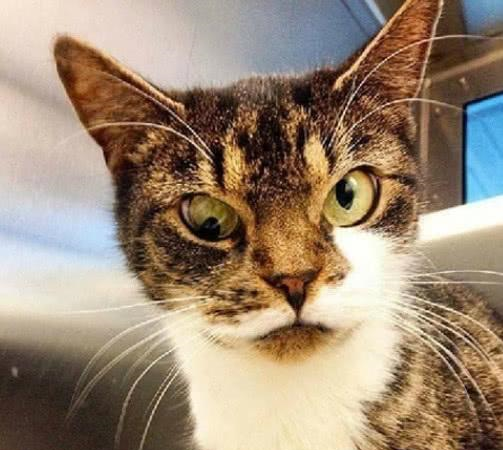 当气质高冷的喵星人变成对眼,是什么样的体验?网友:简直辣眼睛