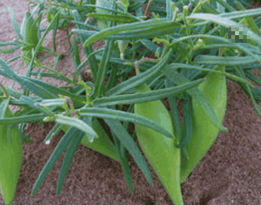 老鸹瓢生长在农村,不仅能吃还能治瘊子,你还