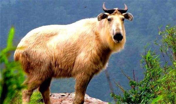 我国四大国宝之一比四不像多两像 俗称"六不像"