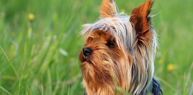 犬种百科之澳大利亚梗犬