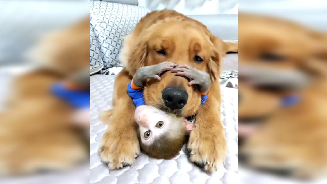 视频记录小猴子与狗狗的相处瞬间,太暖心了