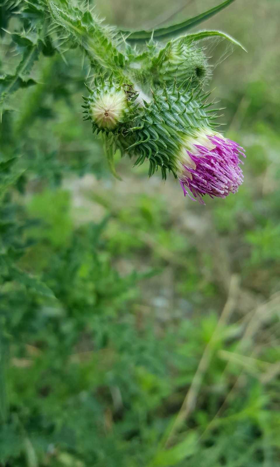 植物百科四十六飞廉