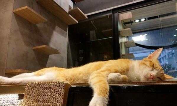 猫咪上跑步机,狂奔20秒原地瘫软投降:没电了!