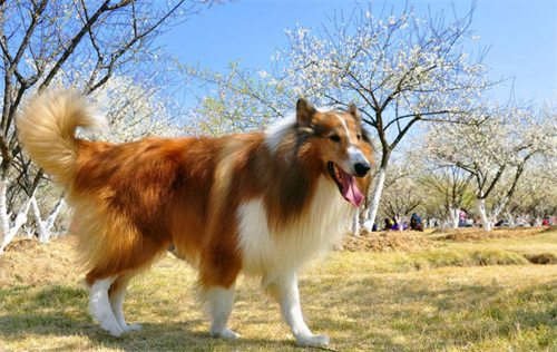 苏牧关节炎雨天就发肿苏牧关节炎要怎么护理