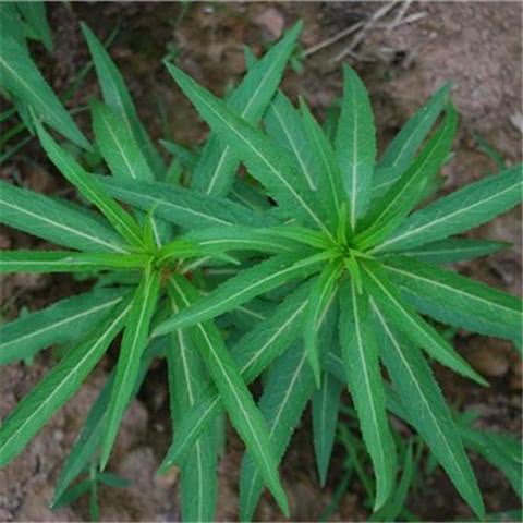 现代研究表明赶黄草内含多种有效成份均对肝损伤具保护作用,能恢复