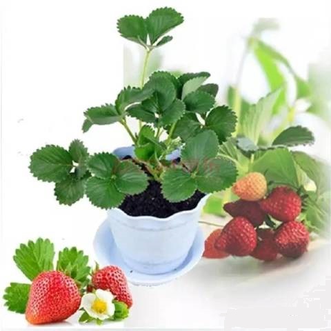 教新手家庭种植盆栽草莓以及日常管理?学会这