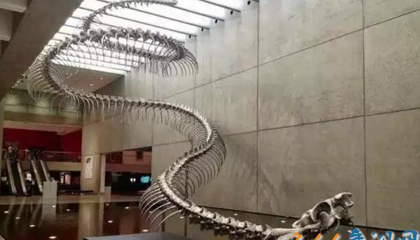 远古泰坦巨蟒之谜,长15米违背地心引力