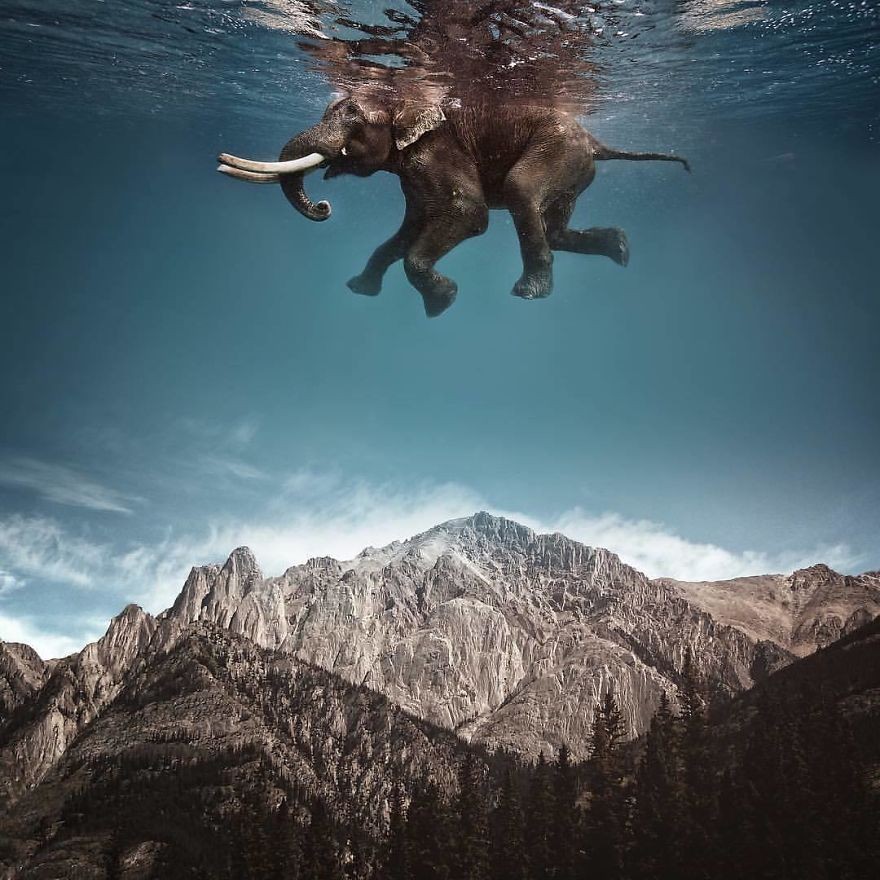 这组动物为主的超现实p图,看了让人自觉放慢心跳!