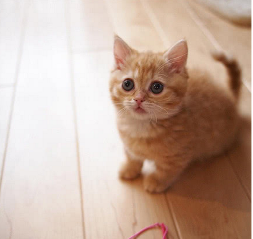 小橘猫在玩耍,看到铲屎官起身,立马钻进袋子:主人,出门吧