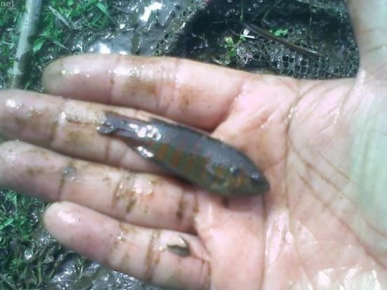 田里抓起烧火佬来就能养比城里娇贵的观赏鱼好多了