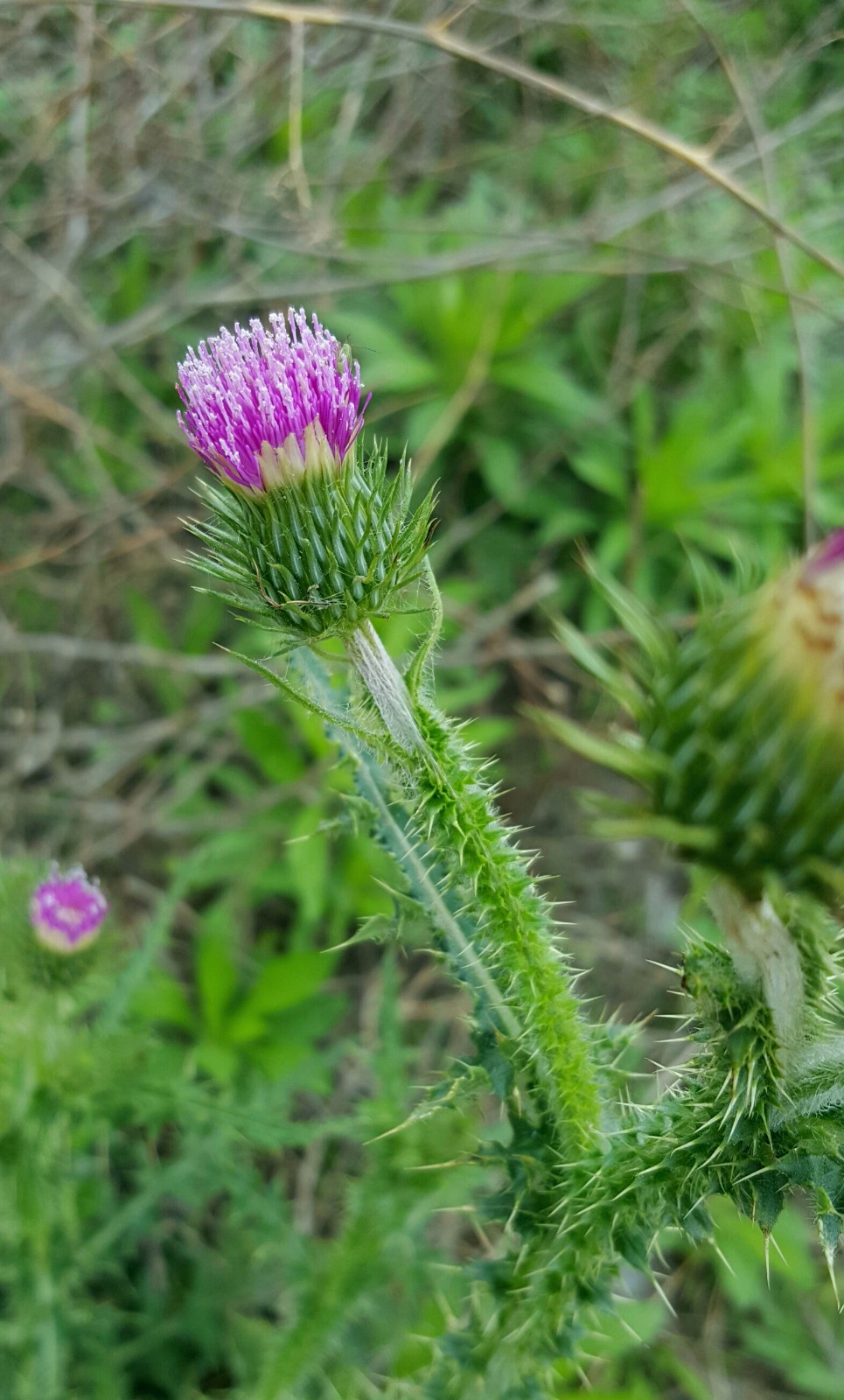 植物百科四十六飞廉
