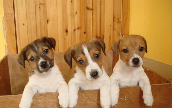 最齐备的狗狗品种先容及图片看了就熟谙所有的狗狗了