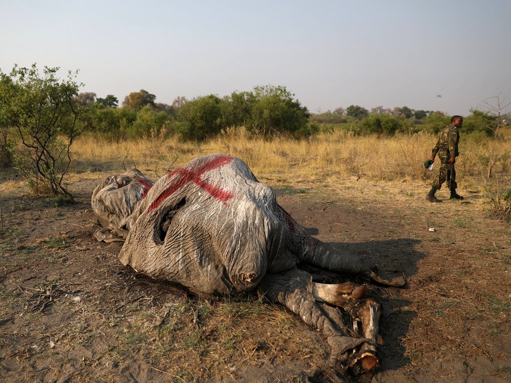 大象之国持续发生非法猎杀 无牙大象横尸荒野