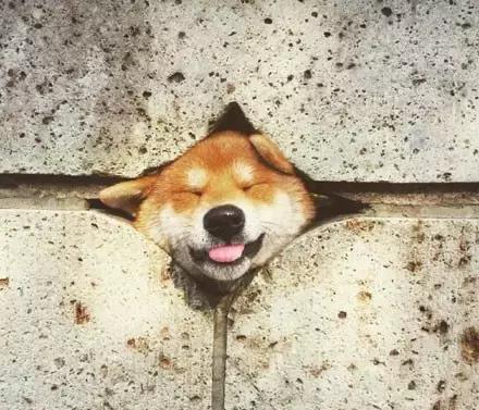 搞笑萌宠-喜欢趴在小洞洞里的柴犬,太逗逼了